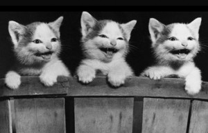 laughing kittens