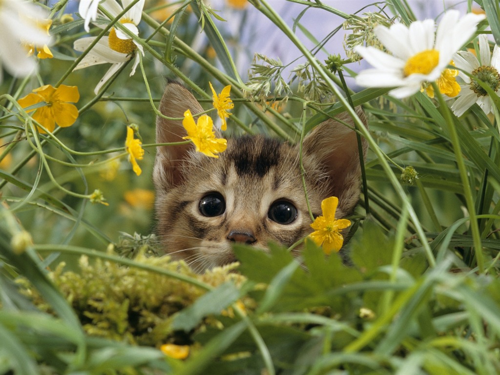 catinflowers